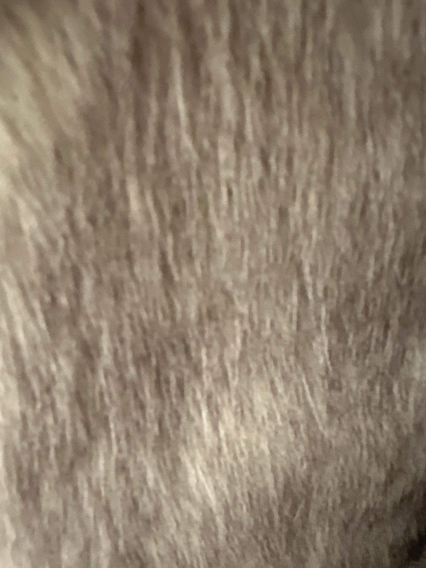Max Mara Studio Cappotto in tessuto effetto faux fur